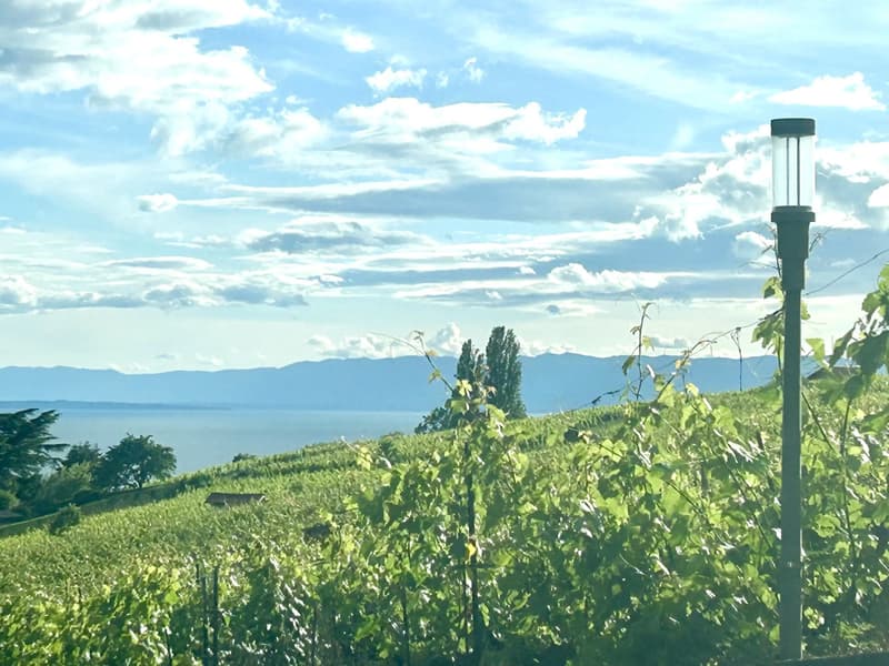 Vue ouest sur les vignobles depuis la route vers Lutry