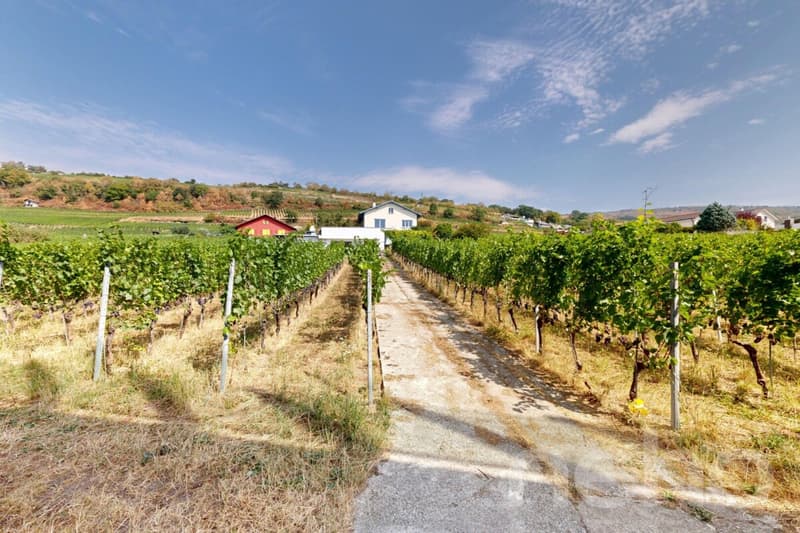 Maison 5.5p au Landeron avec vignes et fort potentiel (5)