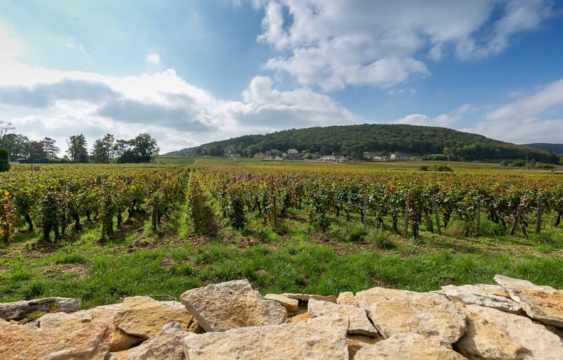Historic private estate in the heart of Gevrey Chambertin, Burgundy (7)