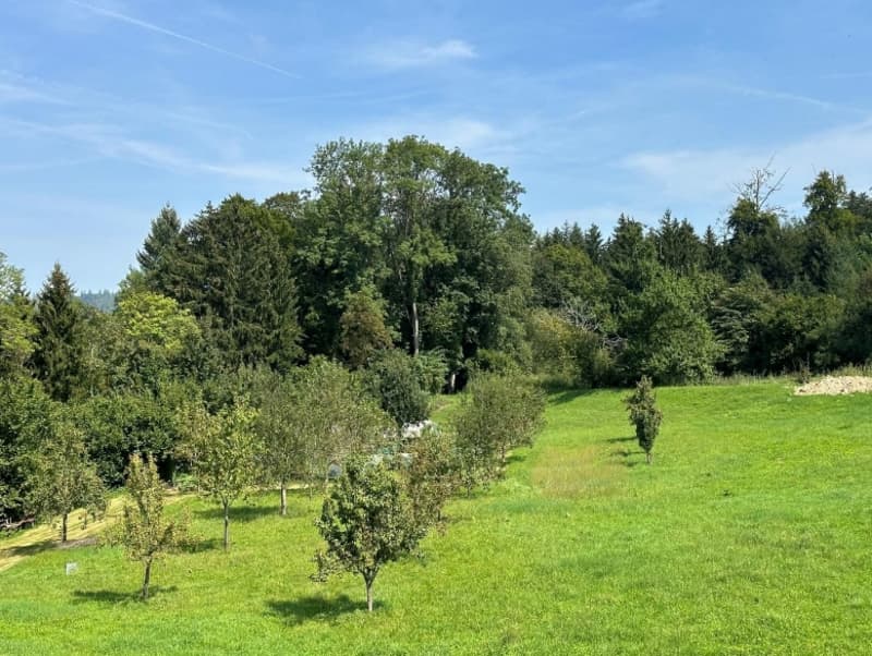 large open grassy field, rows of young apple trees, dense trees in the background
