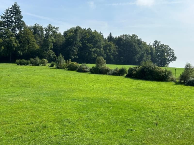 Wide open grass field, with shrubs and trees around