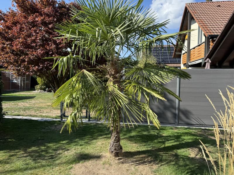 Renoviertes Einfamilienhaus mit einem Wintergarten (10)