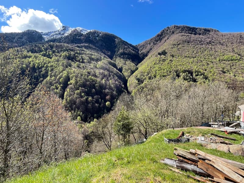The image shows a scenic mountain landscape with snow-capped peaks in the background and lush, green forests covering the slopes. There is a grassy area in the foreground with some wooden debris, suggesting a rural or natural setting. The sky is clear and
