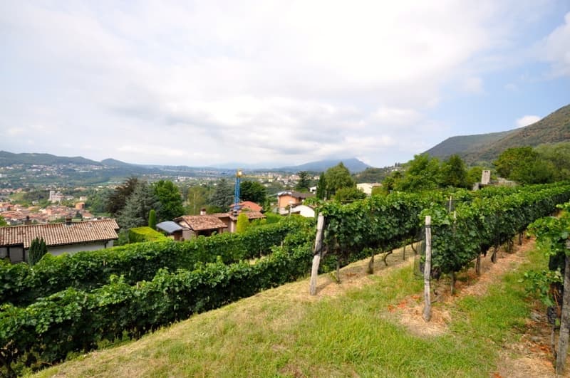 Terreno Edificabile 2'283 mq con Vista Panoramica a Morbio Superiore (8)