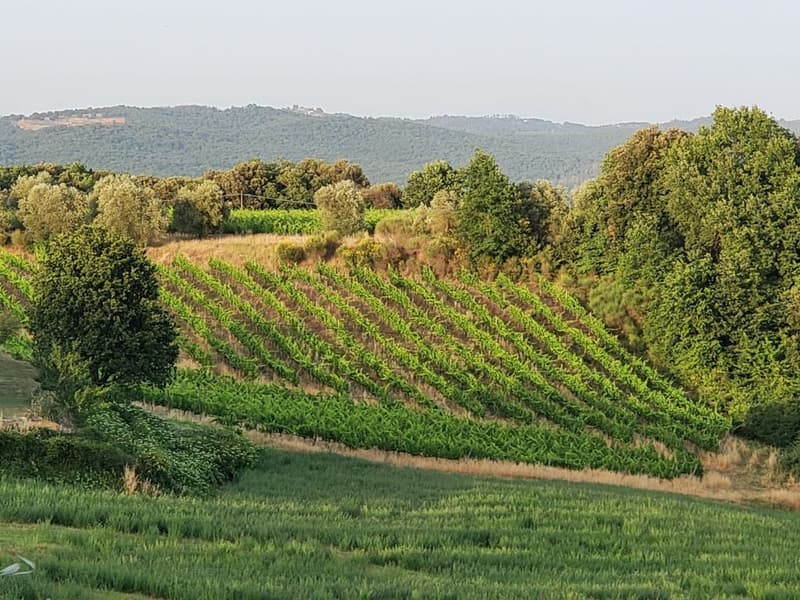 Vigneti di ca. 500 ettari con Ulivi, Bosco con Tartufi in Chianti (3)