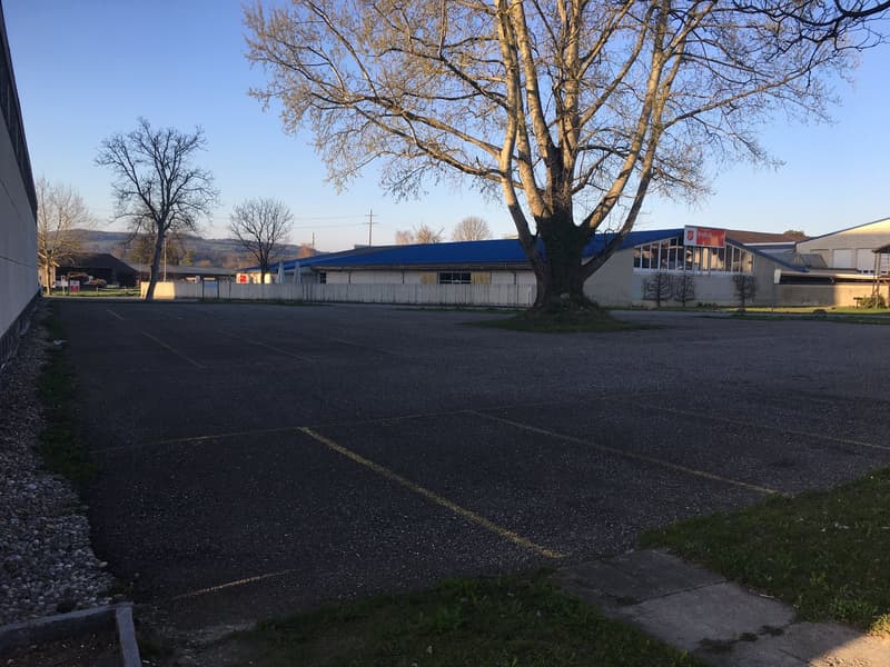 Empty parking lot with clearly marked parking spaces and a few trees in the area.