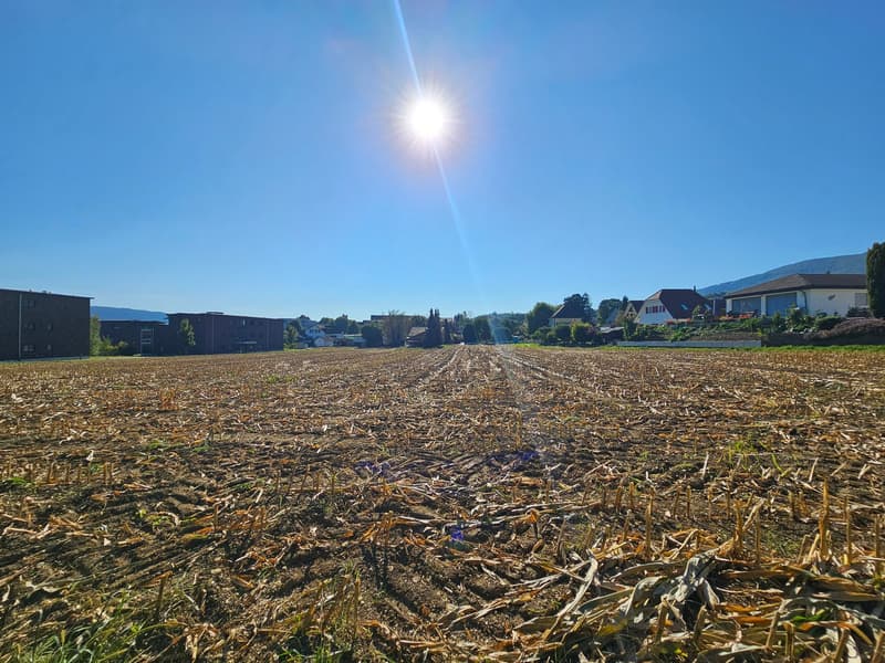 Wide view of a field with rows of harvested crops and a few distant buildings under a clear blue sky.