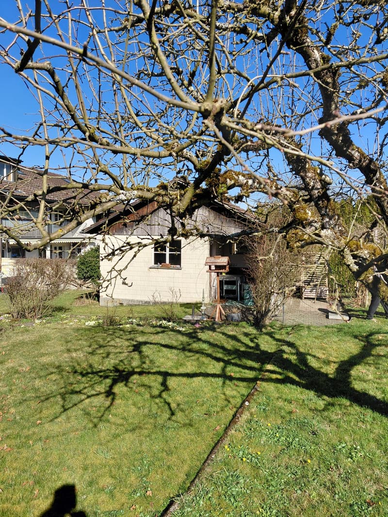 Large garden with a house, trees, shrubs, and a birdhouse.