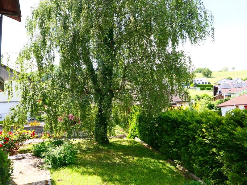 The image shows a lush, green garden with a large weeping willow tree in the center. The garden is surrounded by various shrubs and plants, creating a serene and peaceful atmosphere. There appears to be a balcony or terrace visible in the background, sugg