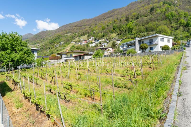 GORDOLA - 4 moderne case unifamiliari con giardino in posizione soleggiata (3)