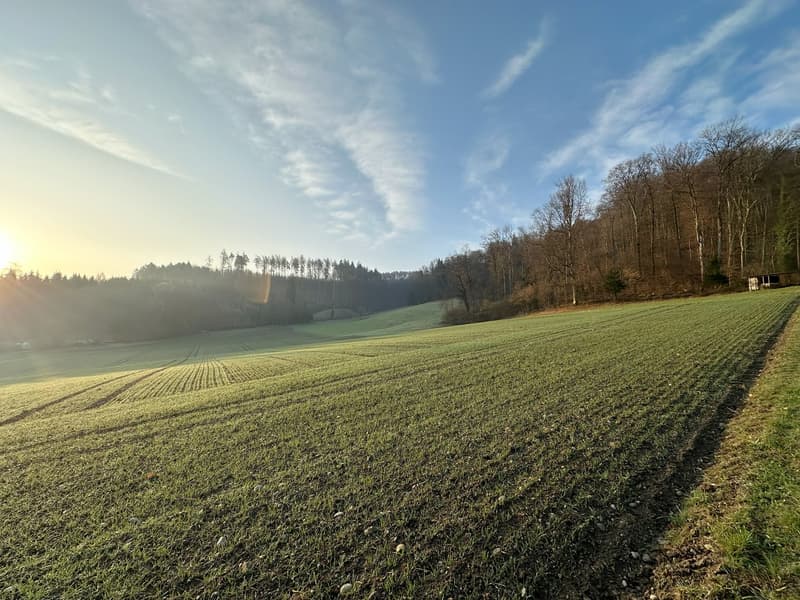 Neubau «Sennenberg Killwangen»: 10 Häuser verfügbar | Bezug Frühling 2028 (11)