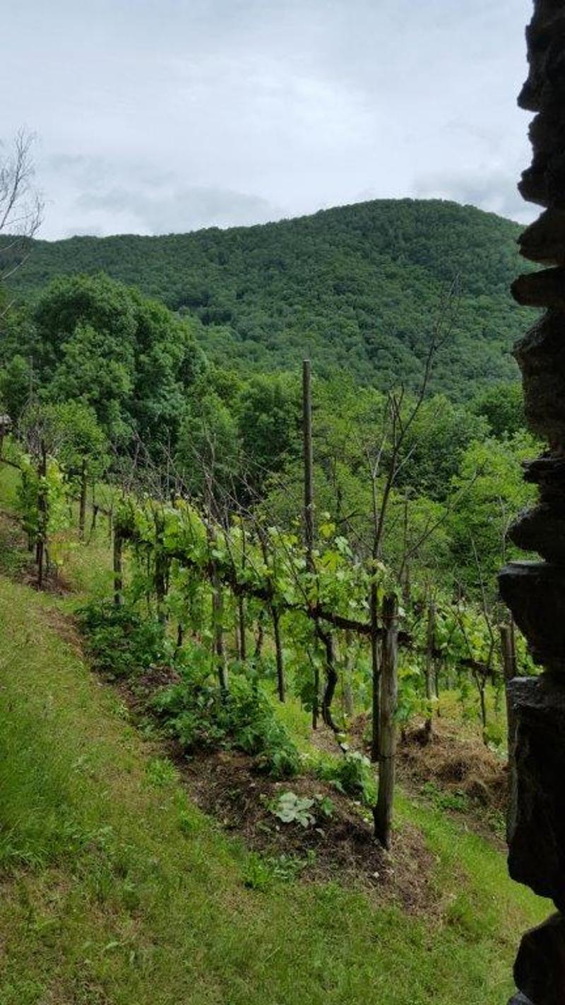 A vendre de particuliers Rustico à Boscaccio Hameau de Medeglia (3)