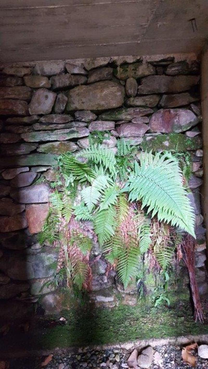 A vendre de particuliers Rustico à Boscaccio Hameau de Medeglia (20)