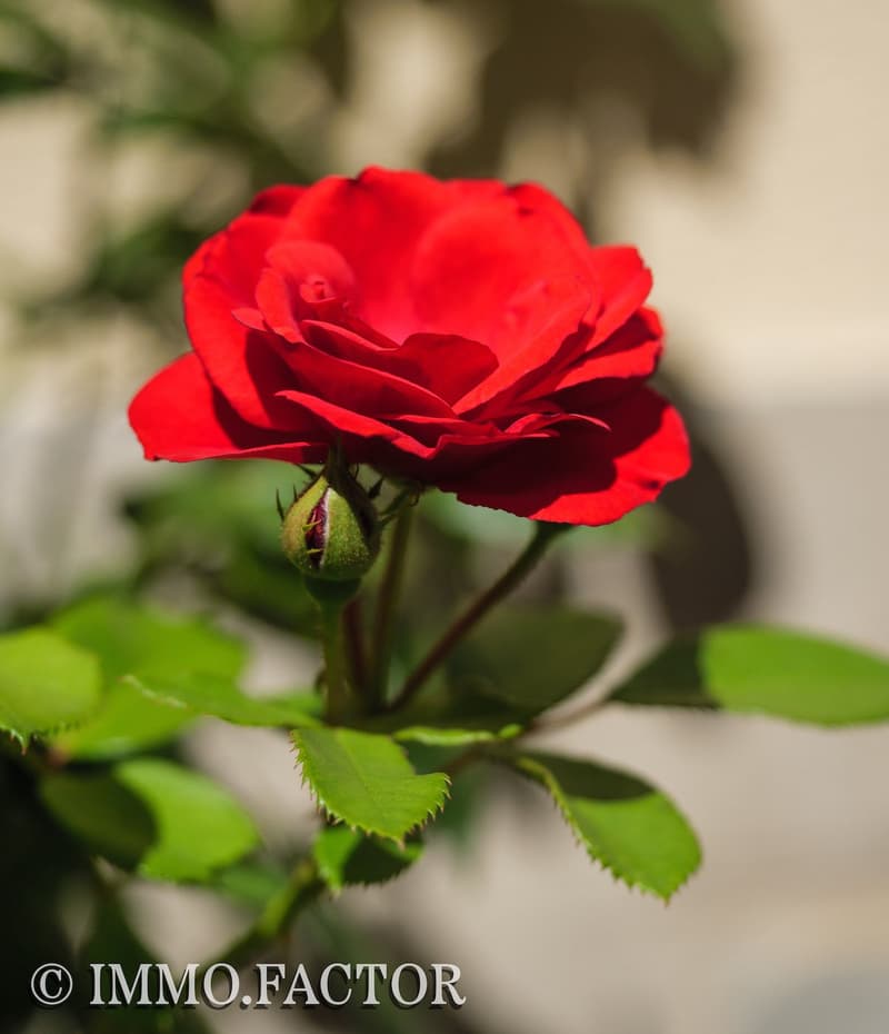 Renovierte Wohnperle mit historischem Charme 💕 (23)
