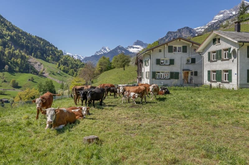 Neubau | 5.5-Zi-Einfamilenhaus "Storch" (6)