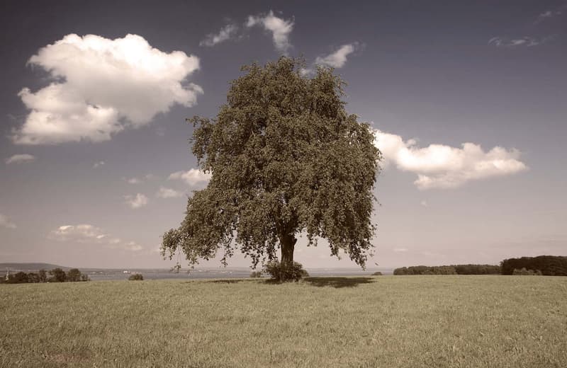 A large, lush tree stands alone in a grassy field with a body of water visible in the distance. The sky is filled with dramatic clouds, creating a moody, atmospheric scene.