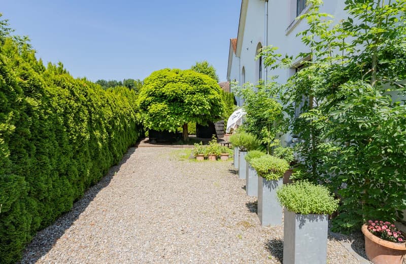 The image shows a well-maintained garden with a gravel path leading through lush greenery. There are several large, rounded shrubs or trees with vibrant green foliage, as well as smaller potted plants along the path. The garden appears to be surrounded by