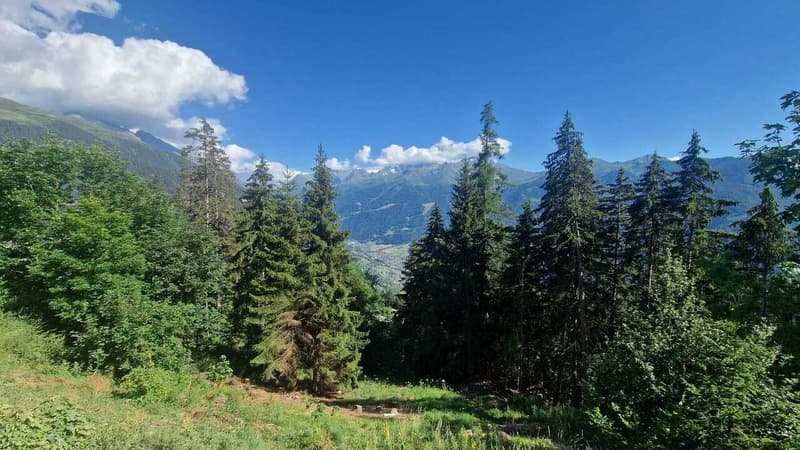 Panorama