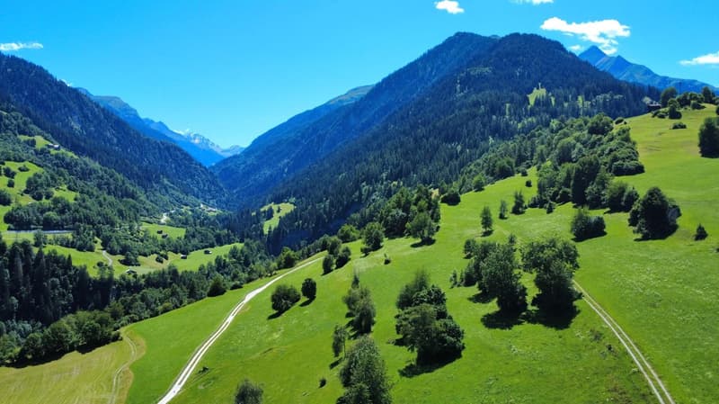 green grassy meadow, trees, mountain