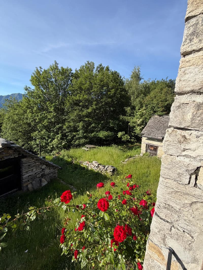 Einzigartige Rustici - warten auf dem Monte Comino auf Sie! (11)