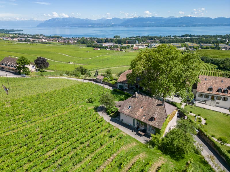 Aux portes de Rolle, Maison vigneronne entourée de vignes (2)