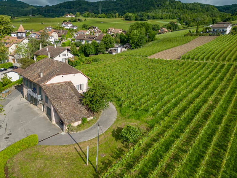 Aux portes de Rolle, Maison vigneronne entourée de vignes (5)