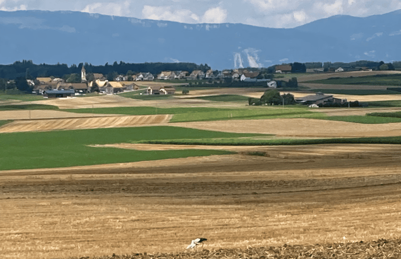 Broad expanse of fields with varying hues of green and brown, village in the distance, mountains on the horizon