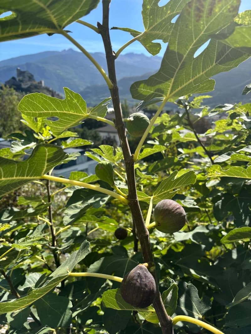 Propriété coup de coeur avec emplacement exceptionnel (10)