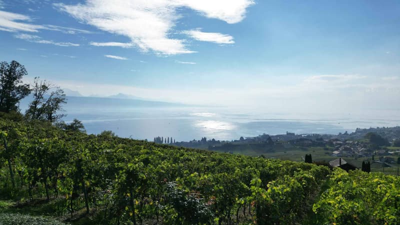 Demeure vigneronne d'exception de plus de 450 m2 avec vue imprenable (5)