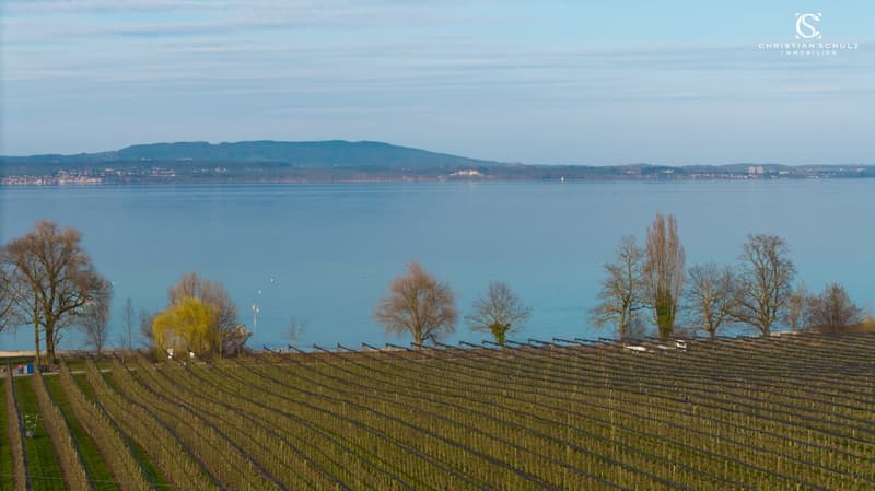 vineyard with rows of grapevines, overlooking a lake and mountains in the distance
