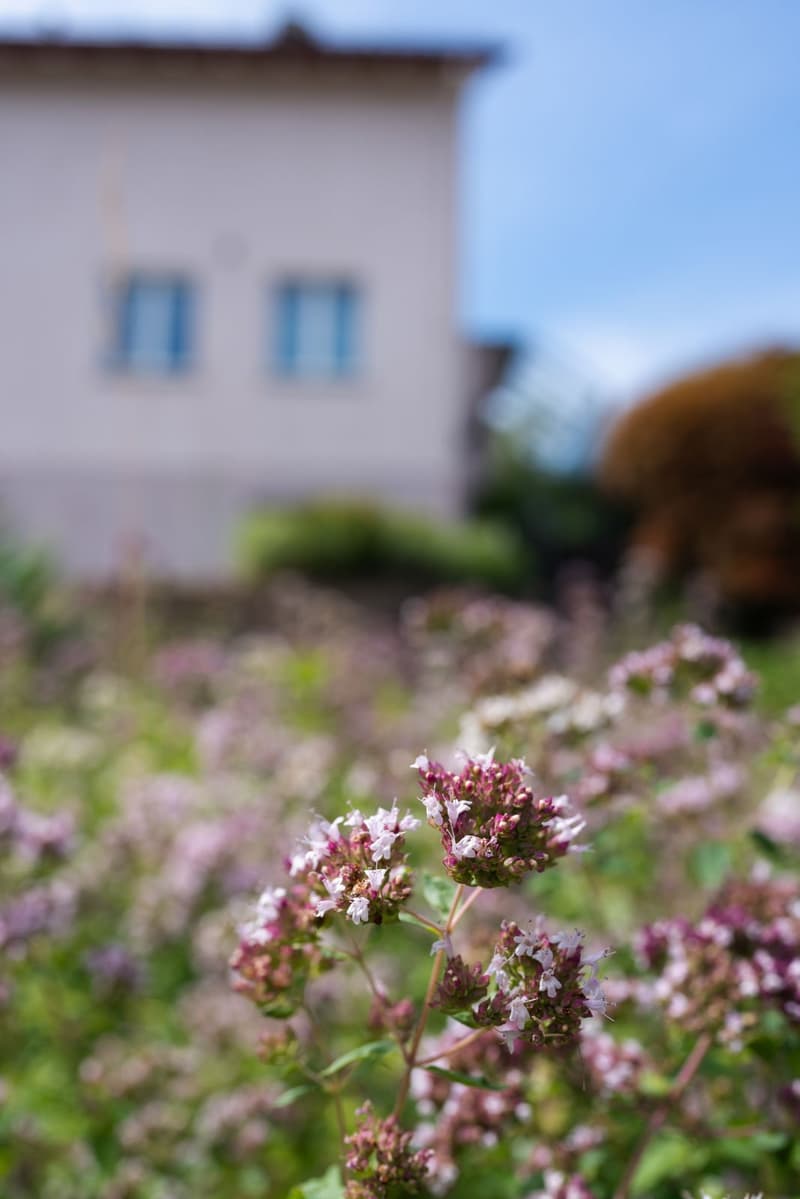 Gartenidylle über Regensdorf – Ihr neues Zuhause für die ganze Familie (27)