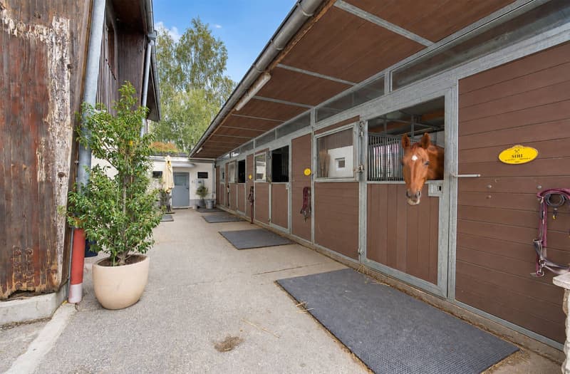 Domaine équestre d'exception avec infrastructures professionnelles (7)