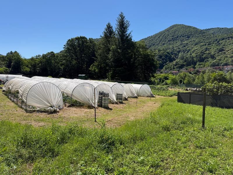 Terreno edificabile con vista panoramica a Monteggio (5)