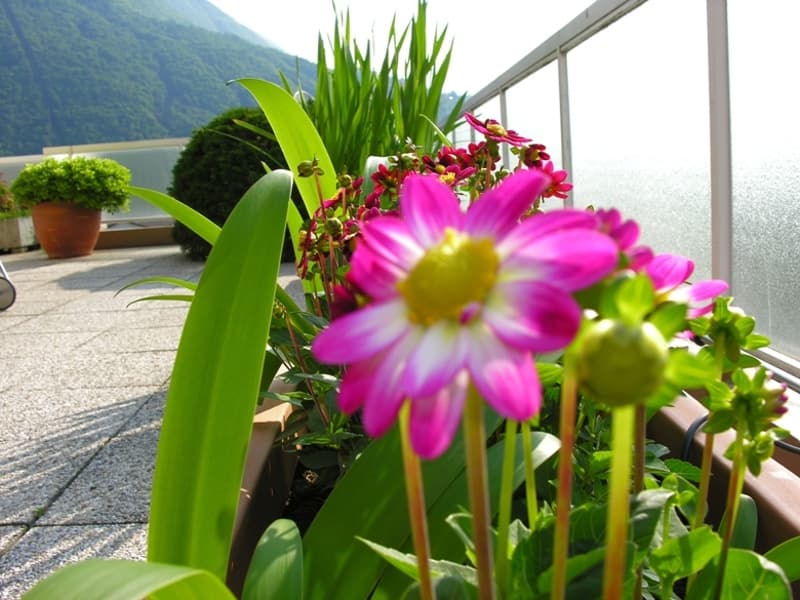 Bellissimo attico 4.5 locali su un solo piano con splendida terrazza (4)