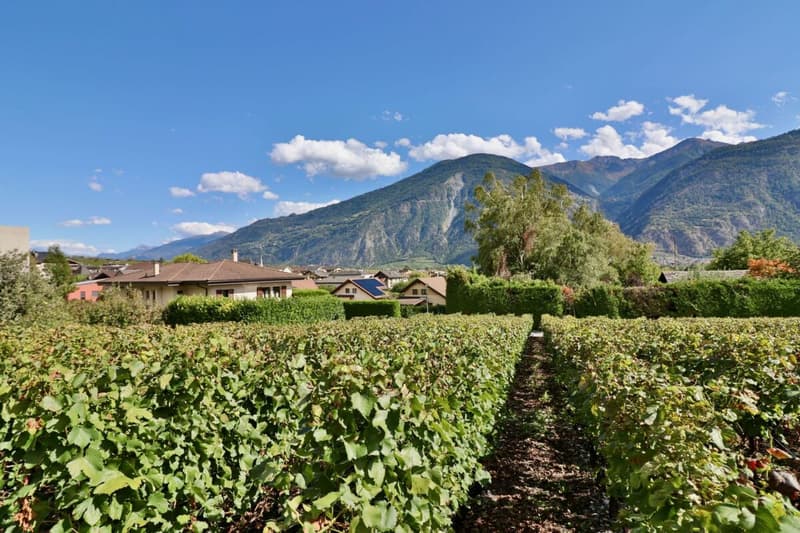 Les Vignobles de l'Arche - 3.5 pces dans immeuble de 4 appartements (14)