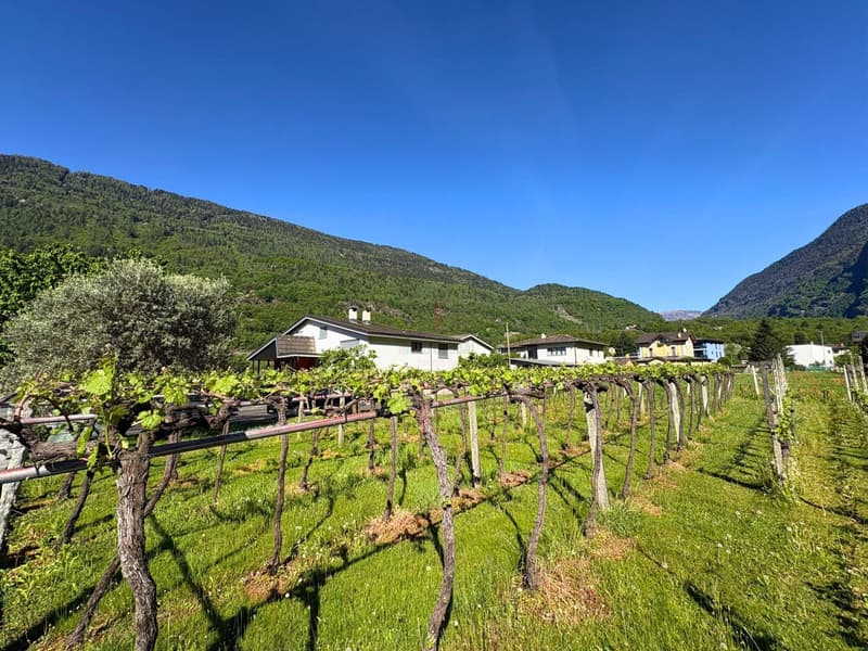 NELLA VALLE DEL SOLE, OPPORTUNITÃ PER INVESTIRE (6)