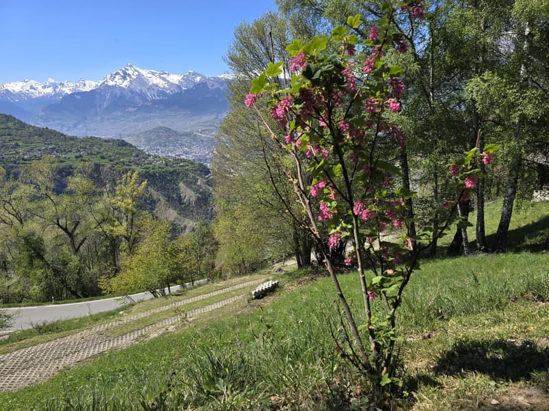 Chalet authentique de 5.5 pces avec mazot, grange et cave à vin sur grand domaine ? Val d'Hérens (10)