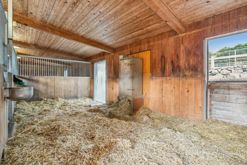 TRAUMHAFTE REITSPORTANLAGE MIT VERSCHIEDENEN BEWEGUNGSFLÄCHEN UND VIEL WEIDELAND IN DOTNACHT (8)