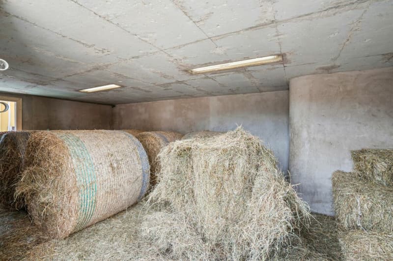 *NEUER PREIS* - FRISCH RENOVIERTES WOHNHAUS MIT REITPLATZ, ROUNDPEN UND GROSSEN WEIDEFLÄCHEN (13)