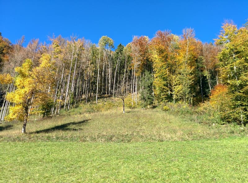 NOBILES NATURJUWEL: 5,15 ha ANWESEN 100% AUTARK bewilligtes Bauprojekt, Wiese / Wald / Bach / Teich (19)