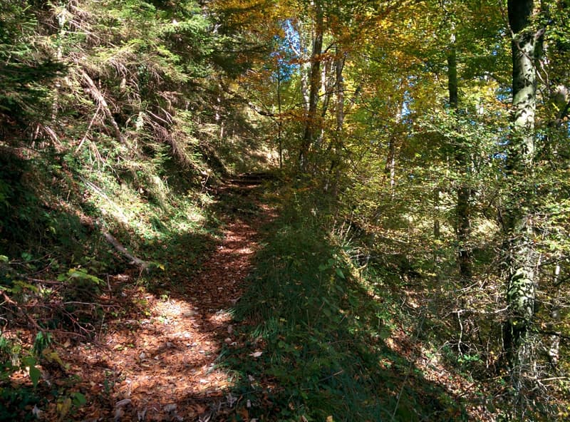 NATURAL JEWEL: 3,903 m² meadow with 1 approved house & small animal barn, 100% self-sufficient, natural woodland clearing (17)