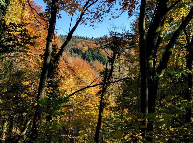 NATURAL JEWEL: 3,903 m² meadow with 1 approved house & small animal barn, 100% self-sufficient, natural woodland clearing (16)