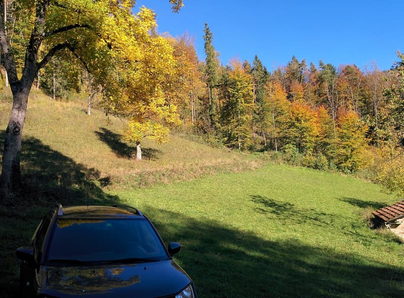 NATURJUWEL: 2'136m² Wiese, mit 1 bewilligtem Haus, 100% autark, Natur pur Waldlichtung (19)