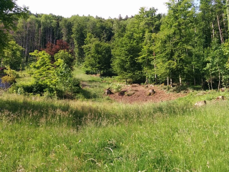 NATURJUWEL: 2'136m² Wiese, mit 1 bewilligtem Haus, 100% autark, Natur pur Waldlichtung (16)