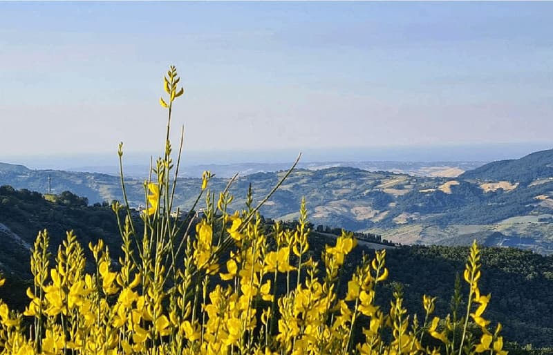 Field with yellow flowers, green hills, mountains in the background, and a clear sky