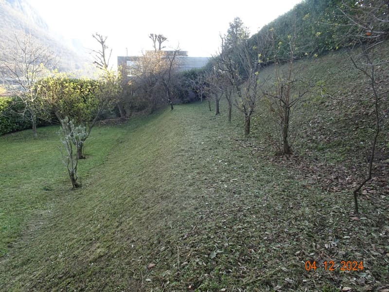 Grassy slope, scattered leaves, multiple trees, building in the background