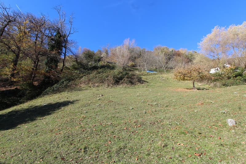 a sloped grassy field with a row of trees in the background