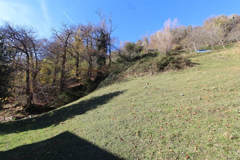 Green grassy slope with bushes and trees, blue car in the background.