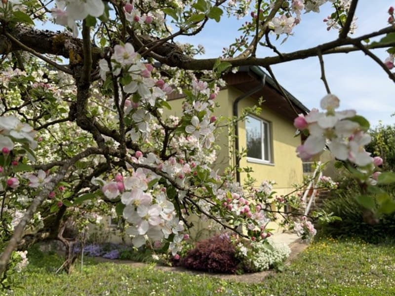 yellow house, apple tree, garden, flowers, green grass