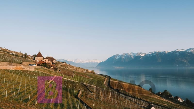 vineyard, mountains, lake, house